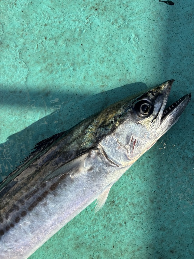 サゴシ(サワラ)