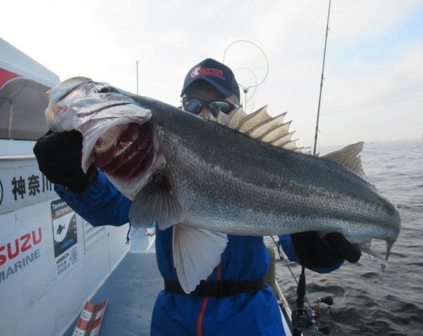 シーバス(スズキ)