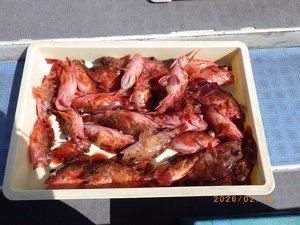 カサゴ