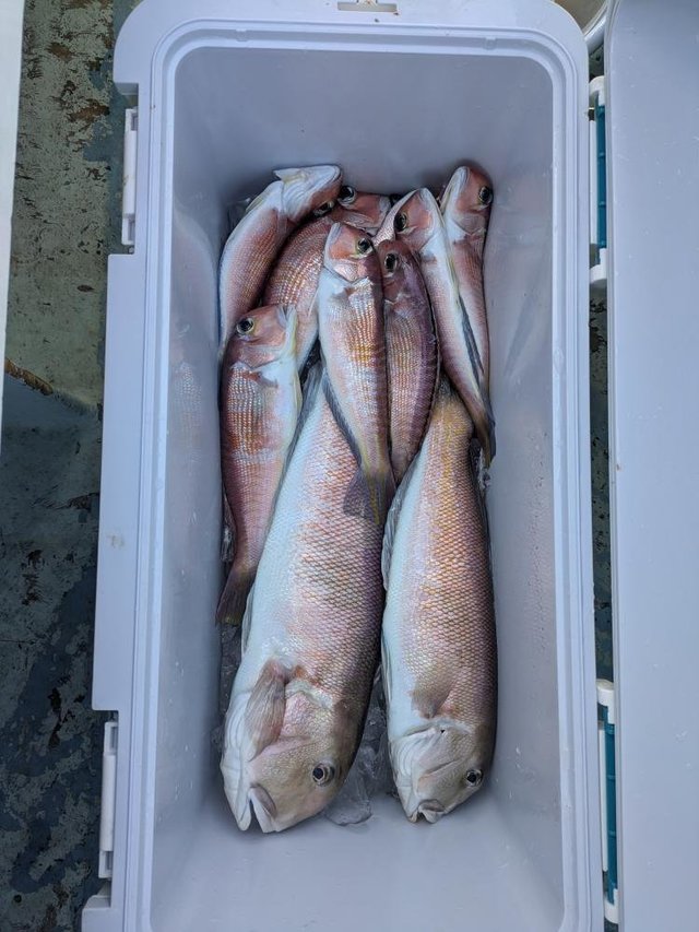 アマダイ(アカアマダイ)・シロアマダイ