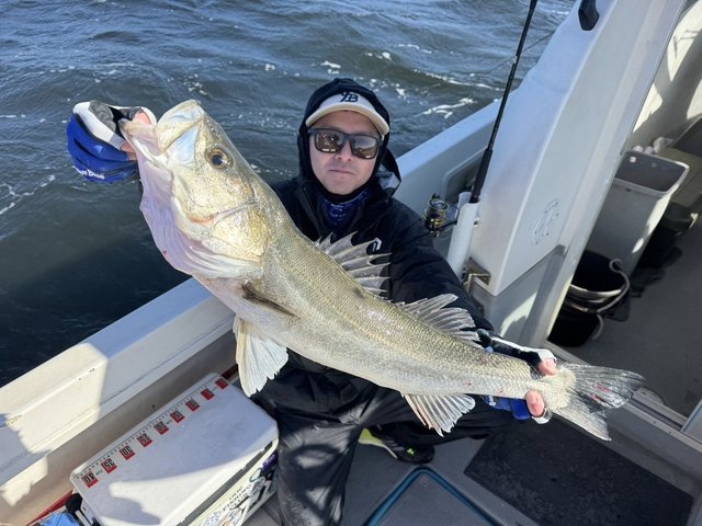 シーバス(スズキ)