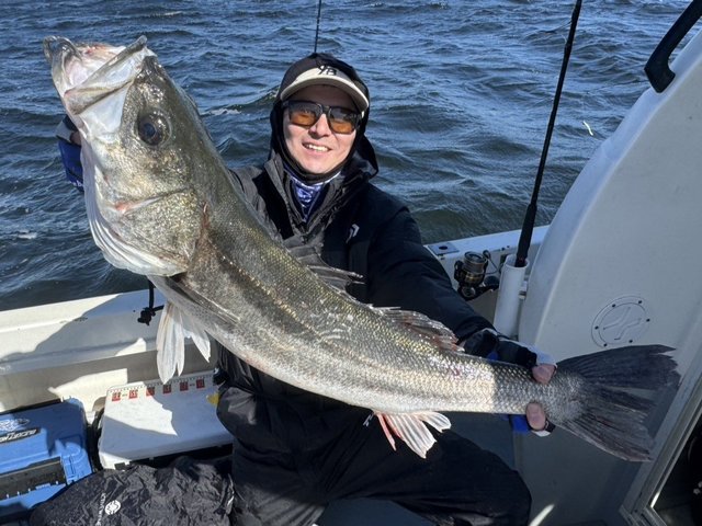 シーバス(スズキ)