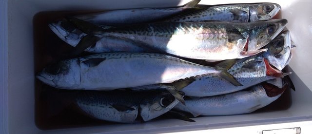 サバ(ゴマサバ)