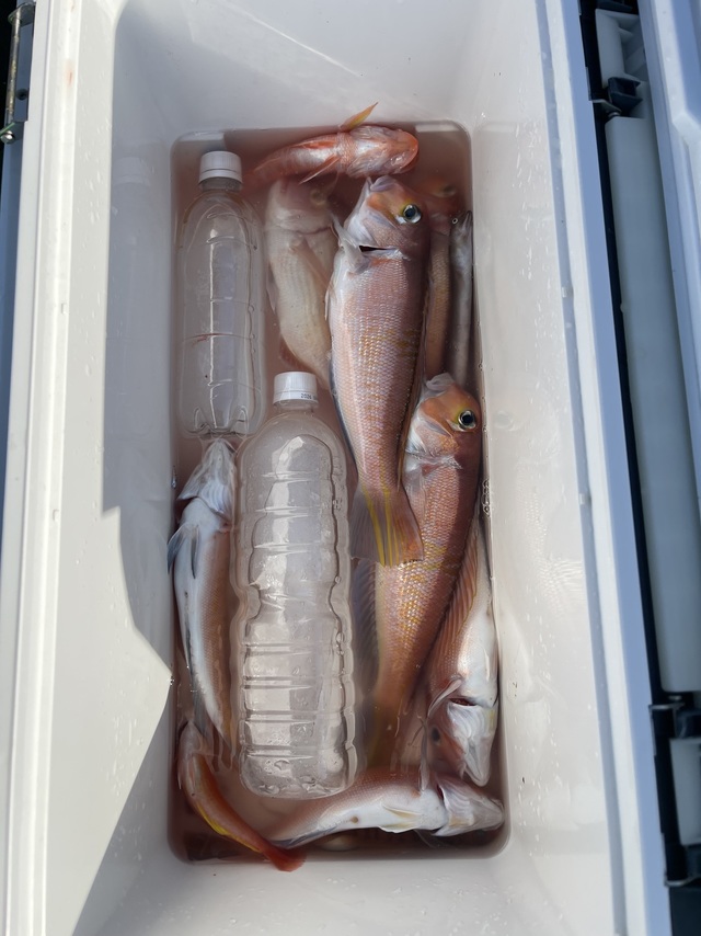 アマダイ(アカアマダイ)