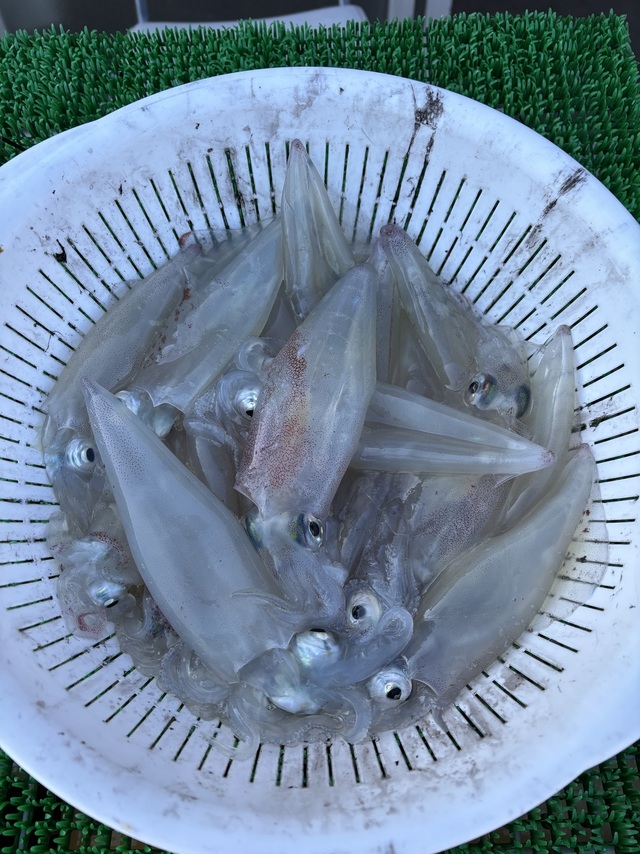 マルイカ(ケンサキイカ)