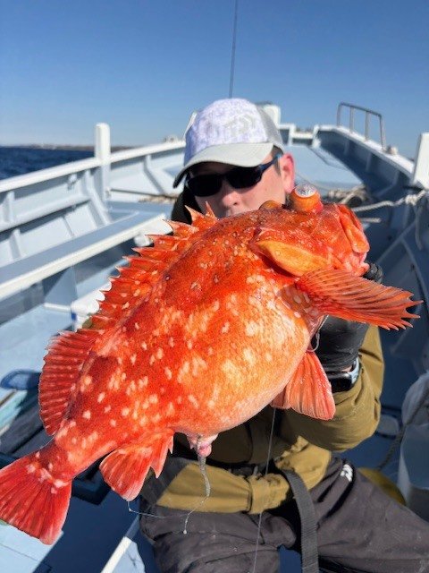 カンコ(ウッカリカサゴ)