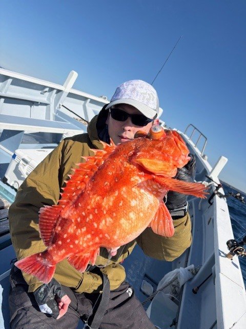 カンコ(ウッカリカサゴ)