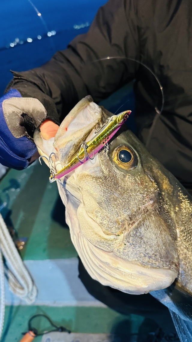 シーバス(スズキ)