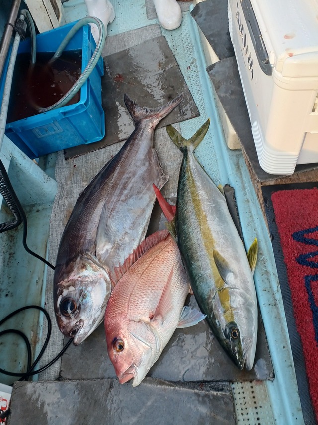 マダイ・ヒラマサ・メダイ