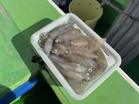 マルイカ(ケンサキイカ)