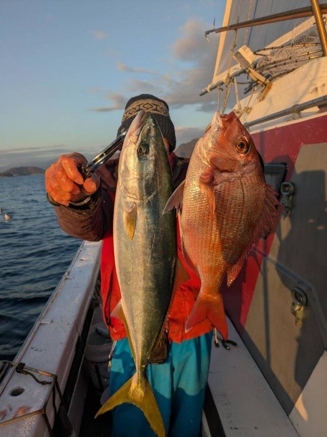 マダイ・イナダ(ブリ)