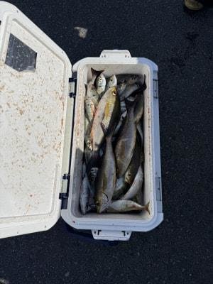 マアジ・イサギ(イサキ)