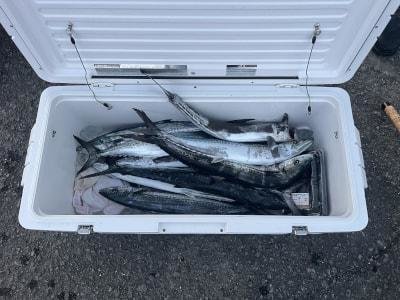 サワラ・サゴシ(サワラ)