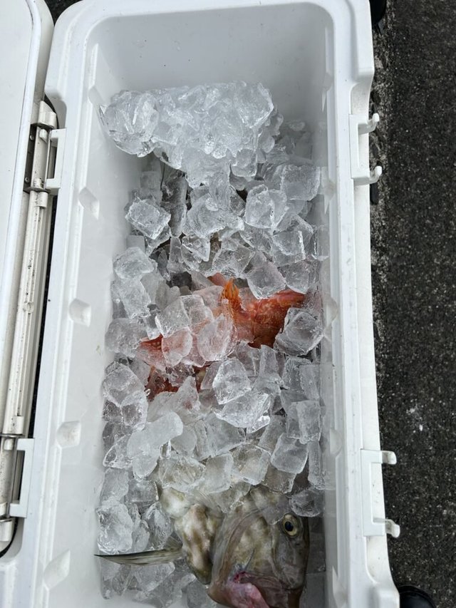 カサゴ・ヒラメ