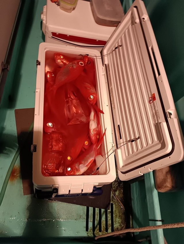 キンメ(キンメダイ)