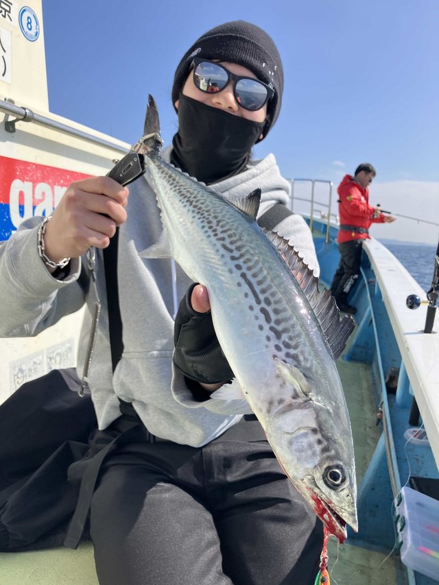 サゴシ(サワラ)