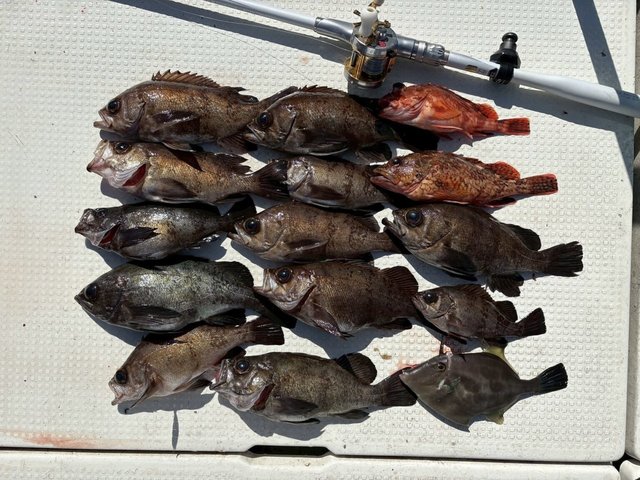 カサゴ・メバル