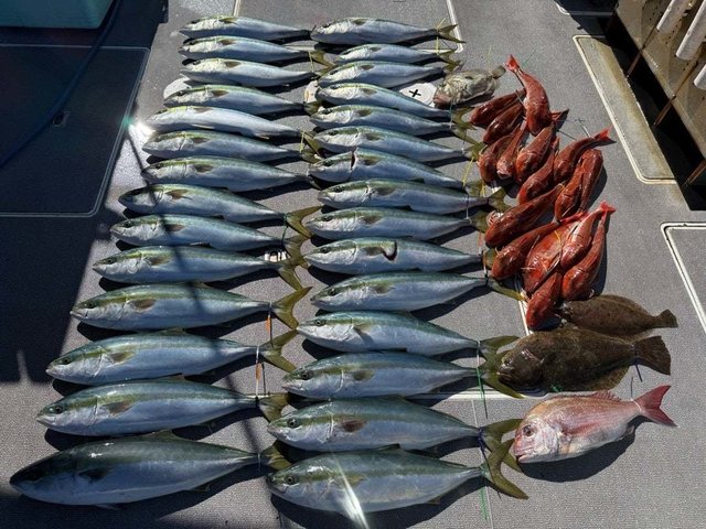 マダイ・ハマチ(ブリ)・ホウボウ・ヒラメ