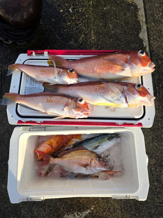 アマダイ(アカアマダイ)