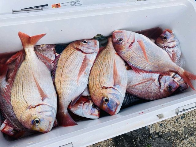 ハナダイ(チダイ)