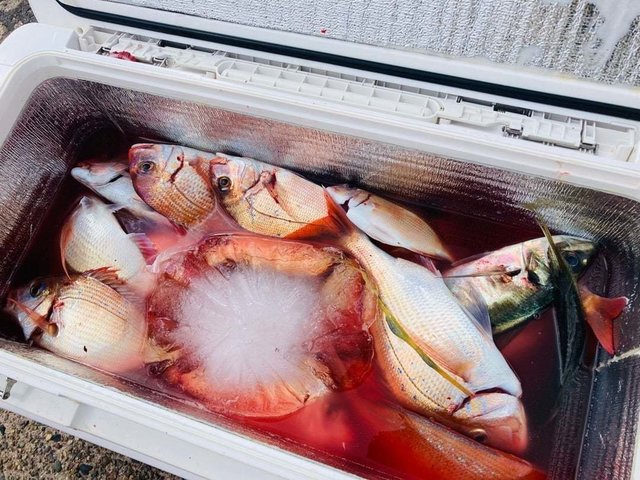 ハナダイ(チダイ)・アジ(マアジ)