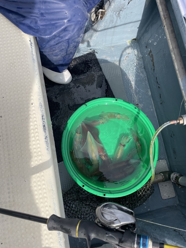 マルイカ(ケンサキイカ)