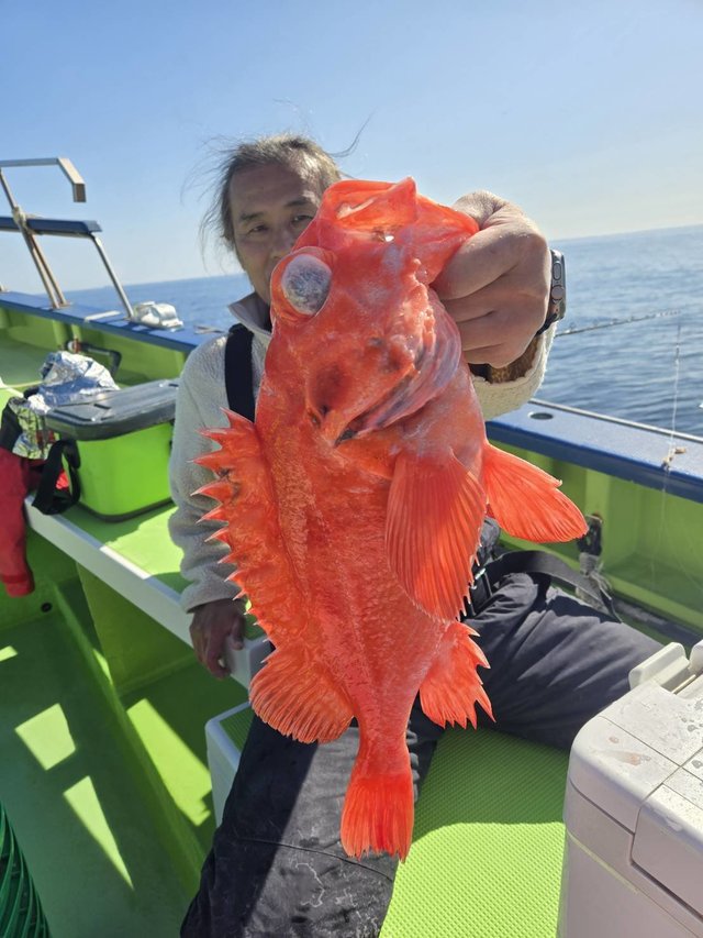 アコウ(キジハタ)