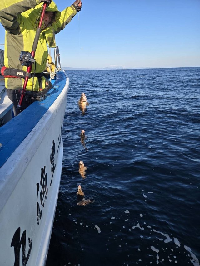 メバル(ウスメバル)