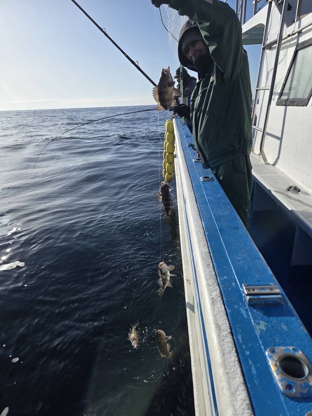 メバル(ウスメバル)