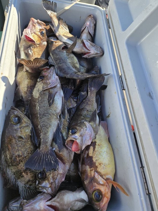 メバル(ウスメバル)