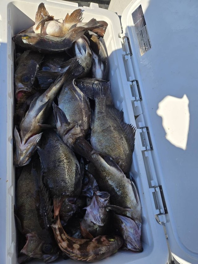 メバル(ウスメバル)