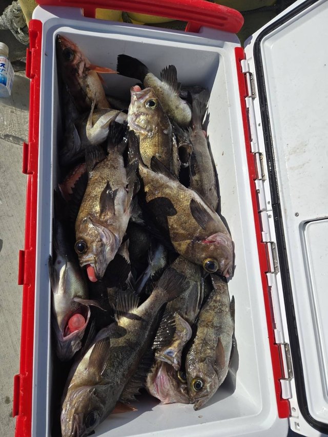 メバル(ウスメバル)