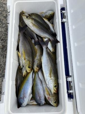 ウメイロ・イサギ(イサキ)