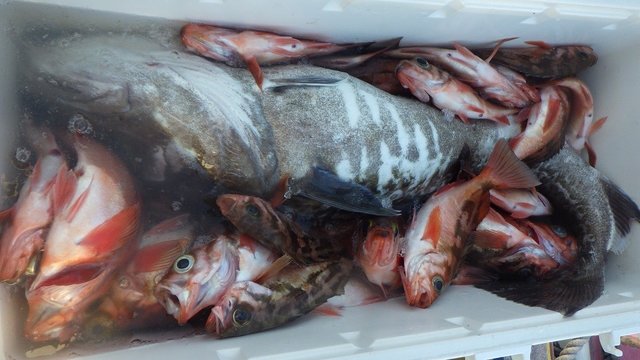 マダラ・メバル(ウスメバル)