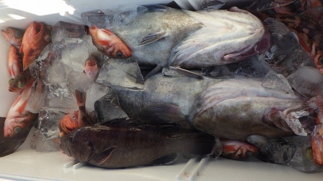 マゾイ(キツネメバル)・マダラ・メバル(ウスメバル)