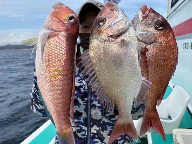 マダイ・アマダイ(アカアマダイ)