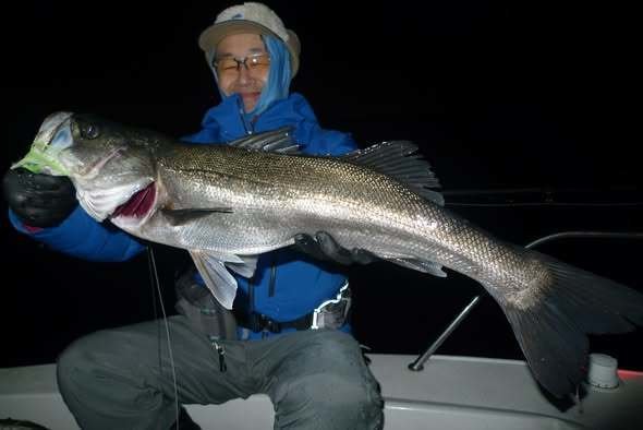 シーバス(スズキ)