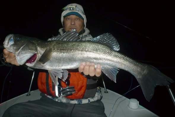 シーバス(スズキ)