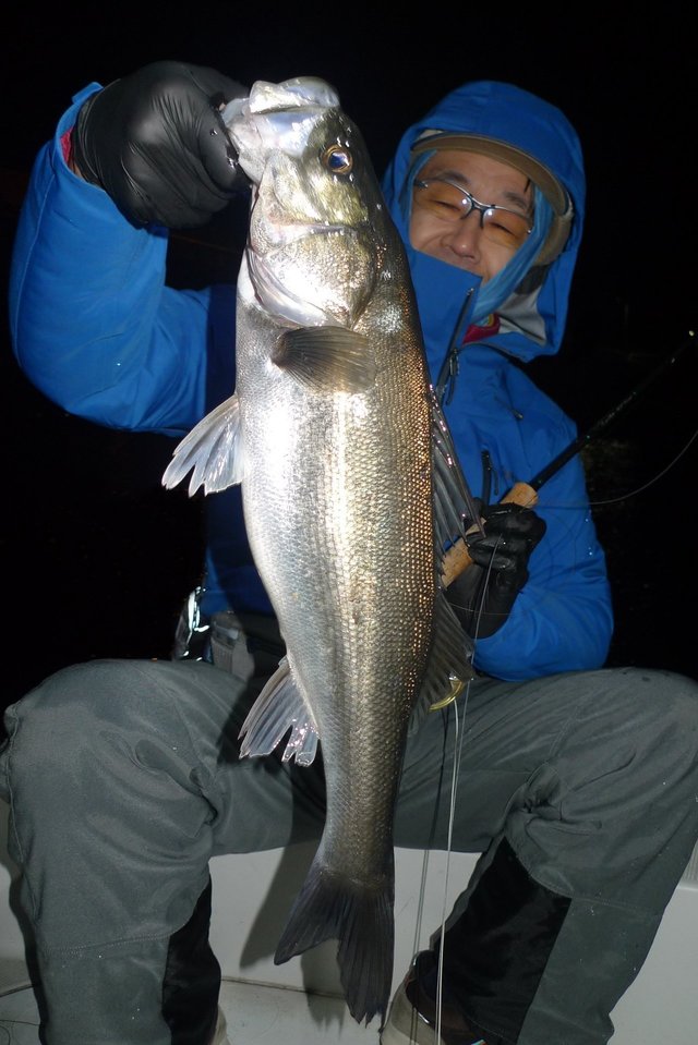 シーバス(スズキ)