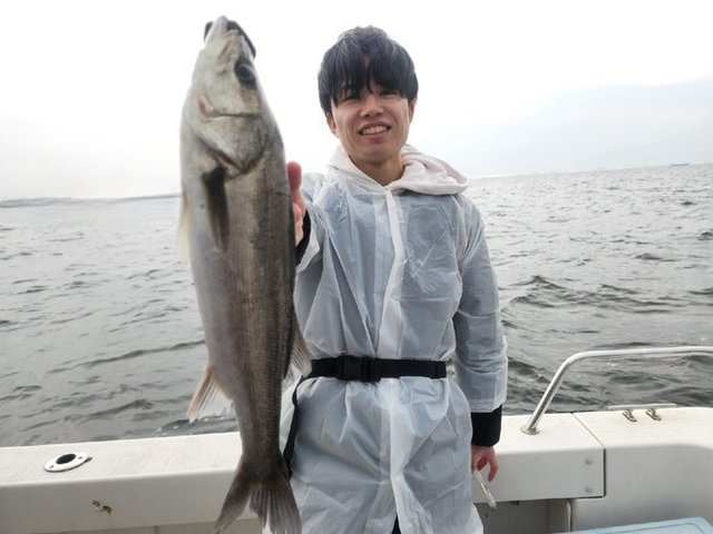 シーバス(スズキ)