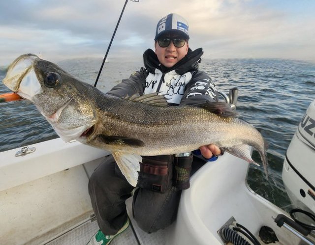 シーバス(スズキ)