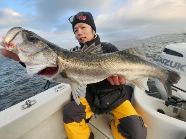 シーバス(スズキ)