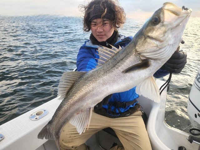 シーバス(スズキ)