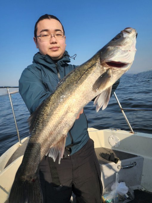 シーバス(スズキ)