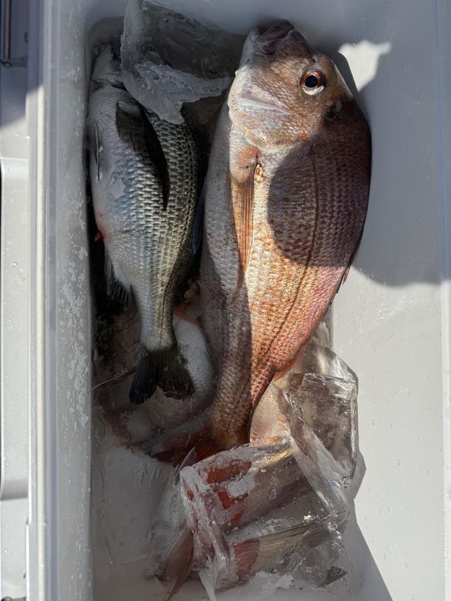 マダイ・クロダイ