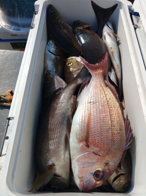 マダイ・イサキ