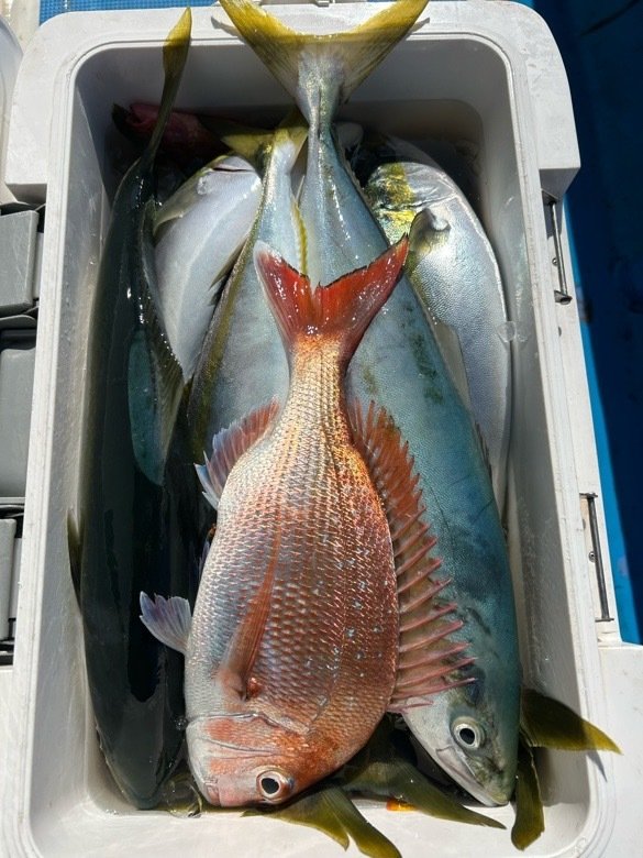 マダイ・イナダ(ブリ)