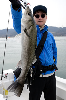 シーバス(スズキ)