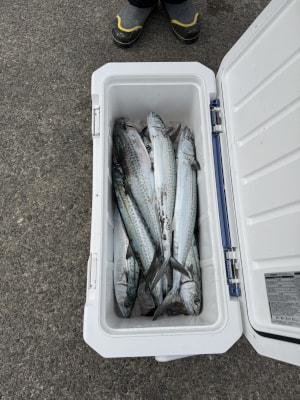 サワラ・サゴシ(サワラ)・ヤナギ(サワラ)