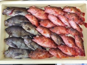 カサゴ・メバル